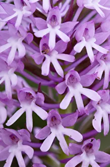 Pyramidal orchid (Anacamptis pyramidalis) close-up of flowers, Kato Archanes , Crete Pyramidal orchid (Anacamptis pyramidalis) close-up of flowers, Kato Archanes , Crete
