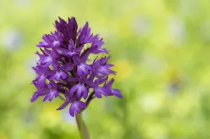 Pyramidal orchid (Anacamptis pyramidalis) in flower, Vieste, Gargano NP, Gargano Peninsula Pyramidal orchid (Anacamptis pyramidalis) in flower, Vieste, Gargano NP, Gargano Peninsula
