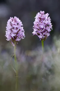 Two Pyramidal orchids (Anacamptis pyramidalis) in flower, Kato Archanes, Crete, Greece Two Pyramidal orchids (Anacamptis pyramidalis) in flower, Kato Archanes, Crete, Greece