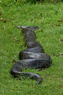 Wildlife Reptiles Prints: Python (Pythonidae) moving over grass, Uganda
