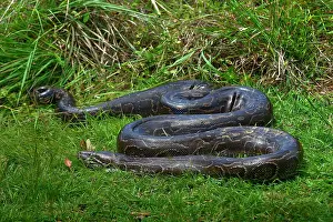 African Reptile Species Prints: Python (Pythonidae) resting on grass, Uganda