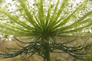 Queen annes lace / Wild carrot (Daucus carota) flower, Stenje region, Lake Macro Prespa Queen annes lace / Wild carrot (Daucus carota) flower, Stenje region, Lake Macro Prespa