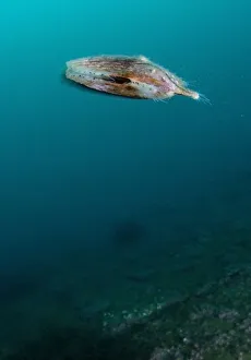 Queen scallop (Chlamys / Aequipecten opercularis) swimming, Lofoten, Norway, November Queen scallop (Chlamys / Aequipecten opercularis) swimming, Lofoten, Norway, November