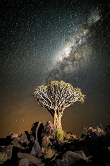 Quiver tree (Aloe dichotoma) with the Milky Way at night, and light pollution Quiver tree (Aloe dichotoma) with the Milky Way at night, and light pollution