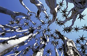 Quiver tree {Aloe dichotoma} view up through canopy Namib-Naukluft NP, Namibia 2004 Quiver tree {Aloe dichotoma} view up through canopy Namib-Naukluft NP, Namibia 2004