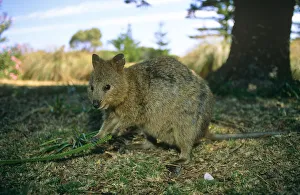 Quokka feeding on vegetation (Setonix brachyurus) Rottnest Island, Australia Quokka feeding on vegetation (Setonix brachyurus) Rottnest Island, Australia
