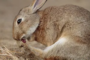 Rabbit grooming toes, Okunoshima Rabbit Island, Takehara, Hiroshima, Japan Rabbit grooming toes, Okunoshima Rabbit Island, Takehara, Hiroshima, Japan