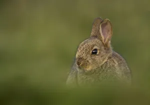 Rabbit (Oryctolagus cuniculus) amongst grass. Shetland Isles, Scotland, UK, April Rabbit (Oryctolagus cuniculus) amongst grass. Shetland Isles, Scotland, UK, April
