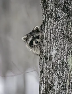 Raccoon (Procyon lotor) peering out from behind tree trunk, Baxter State Park, Maine, USA Raccoon (Procyon lotor) peering out from behind tree trunk, Baxter State Park, Maine, USA