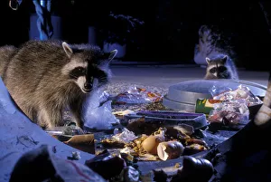 Raccoons raiding urban rubbish site {Procyon lotor} Oregon, USA Raccoons raiding urban rubbish site {Procyon lotor} Oregon, USA