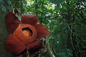Rafflesia flower (Rafflesia keithii) in Gunung Gading NP, Borneo, Sarawak, Malaysia Rafflesia flower (Rafflesia keithii) in Gunung Gading NP, Borneo, Sarawak, Malaysia