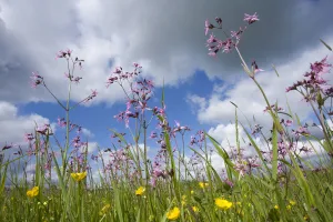 Ragged robin (Silene flos-cuculi) in flower meadow, Nemunas Regional Reserve, June 2009 Ragged robin (Silene flos-cuculi) in flower meadow, Nemunas Regional Reserve, June 2009