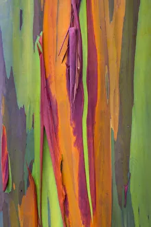 Rainbow eucalyptus (Eucalyptus deglupta) bark, Costa Rica Rainbow eucalyptus (Eucalyptus deglupta) bark, Costa Rica