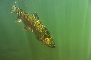 Rainbow trout (Oncorhynchus mykiss) in green turbid waters,Gunnison River, Colorado, USA Rainbow trout (Oncorhynchus mykiss) in green turbid waters,Gunnison River, Colorado, USA