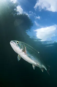Rainbow trout (Oncorhynchus mykiss) under trees, Capernwray Lake, Lake District, England Rainbow trout (Oncorhynchus mykiss) under trees, Capernwray Lake, Lake District, England