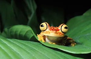 Rainforest tree frog on leaf, Ecuador, South America Rainforest tree frog on leaf, Ecuador, South America