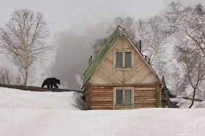 Ranger station in winter with Kamchatka Brown Bear (Ursus arctos beringianus), Kronotsky Ranger station in winter with Kamchatka Brown Bear (Ursus arctos beringianus), Kronotsky
