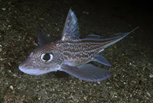 Ratfish / Ghost shark (Chimaera monstrosa) on fjord bed, Trondheimsfjorden, Norway Ratfish / Ghost shark (Chimaera monstrosa) on fjord bed, Trondheimsfjorden, Norway