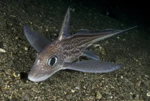 Ratfish / Ghost shark (Chimaera monstrosa) on fjord bed, Trondheimsfjorden, Norway Ratfish / Ghost shark (Chimaera monstrosa) on fjord bed, Trondheimsfjorden, Norway