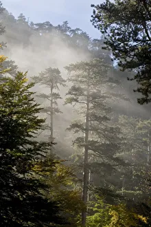 Rays of light shining through mist surrounding Black pines (Pinus nigra) Crna Poda Natural Reserve Rays of light shining through mist surrounding Black pines (Pinus nigra) Crna Poda Natural Reserve