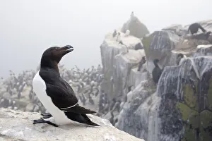 Razorbill (Alca Torda) on cliff, Farne Islands, Northumberland, England, UK, June Razorbill (Alca Torda) on cliff, Farne Islands, Northumberland, England, UK, June