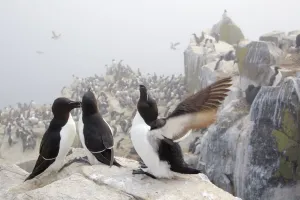 Razorbills (Alca torda) group of three on cliff face, Farne Islands, Northumberland Razorbills (Alca torda) group of three on cliff face, Farne Islands, Northumberland