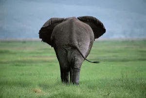 Rear of Male African elephant {Loxodonta africana} Ngorongoro crater, Tanzania Rear of Male African elephant {Loxodonta africana} Ngorongoro crater, Tanzania