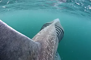 Rear view of Basking shark (Cetorhinus maximus) feeding on plankton in the surface Rear view of Basking shark (Cetorhinus maximus) feeding on plankton in the surface