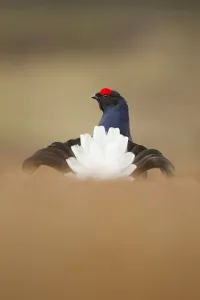Rear view of Black grouse (Tetrao tetrix) male displaying at lek, Cairngorms National Park Rear view of Black grouse (Tetrao tetrix) male displaying at lek, Cairngorms National Park