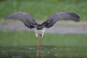 Rear view of Black stork (Ciconia nigra) with wings outstretched, Elbe Biosphere Reserve Rear view of Black stork (Ciconia nigra) with wings outstretched, Elbe Biosphere Reserve