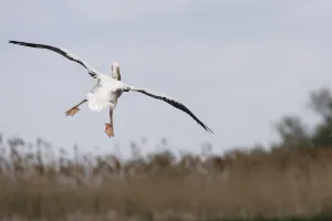 Rear view of Eastern white pelican (Pelecanus onolocratus) in flight, about to land Rear view of Eastern white pelican (Pelecanus onolocratus) in flight, about to land