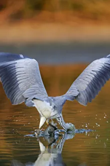 Rear view of Grey heron (ardea cinerea) hunting for fish, Elbe Biosphere Reserve Rear view of Grey heron (ardea cinerea) hunting for fish, Elbe Biosphere Reserve