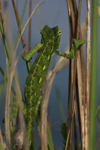 Rear view of juvenile African chameleon (Chamaeleo africanus) climbing, Southern The Peloponnese Rear view of juvenile African chameleon (Chamaeleo africanus) climbing, Southern The Peloponnese