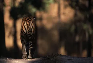Rear view of male Bengal tiger walking {Panthera tigris tigris} Kanha NP, India Rear view of male Bengal tiger walking {Panthera tigris tigris} Kanha NP, India