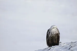 Rear view of Muskox (Ovibos moschatus) grazing with snow on its back, Dovrefjell National Park Rear view of Muskox (Ovibos moschatus) grazing with snow on its back, Dovrefjell National Park