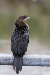 Rear view of Pygmy cormorant (Microcarbo pygmeus) perched, Lake Kastoria, Macedonia Rear view of Pygmy cormorant (Microcarbo pygmeus) perched, Lake Kastoria, Macedonia