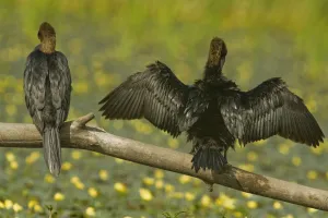 Rear view of Two Pygmy cormorants (Microcarbo pygmeus) perched on a branch, one with Rear view of Two Pygmy cormorants (Microcarbo pygmeus) perched on a branch, one with