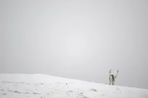 Rear view of Reindeer (Rangifer tarandus) in snow, Forollhogna National Park, Norway Rear view of Reindeer (Rangifer tarandus) in snow, Forollhogna National Park, Norway