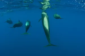 Rear view of five Shortfin pilot whales (Globicephala macrorhynchus) just below the surface Rear view of five Shortfin pilot whales (Globicephala macrorhynchus) just below the surface