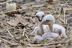 Recently hatched White stork (Ciconia ciconia) chicks begging for food in their nest Recently hatched White stork (Ciconia ciconia) chicks begging for food in their nest
