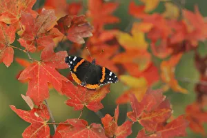 Red Admiral butterfly (Vanessa atalanta), perched on Bigtooth Maple (Acer grandidentatum) Red Admiral butterfly (Vanessa atalanta), perched on Bigtooth Maple (Acer grandidentatum)