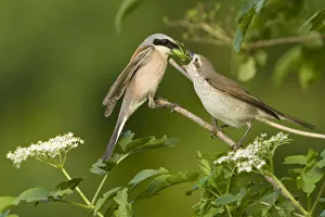 Red-backed shrike (Lanius collurio) pair, male feeding insect to female in courtship Red-backed shrike (Lanius collurio) pair, male feeding insect to female in courtship
