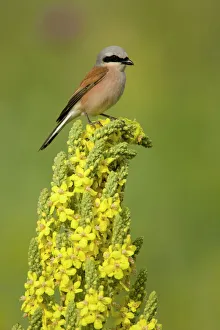 Popular themes/wild wonders europe 1/red backed shrike male lanius collurio Popular themes/wild wonders europe 1/red backed shrike male lanius collurio
