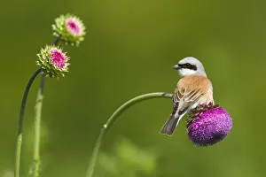 Red-backed Shrike male (Lanius collurio) male perched on Musk thistle (Carduus nutans) Bulgaria Red-backed Shrike male (Lanius collurio) male perched on Musk thistle (Carduus nutans) Bulgaria