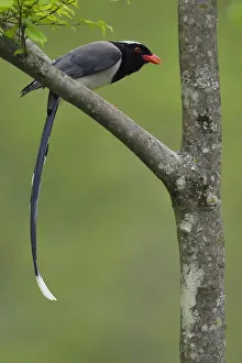Red-billed blue magpie (Urocissa erythrorhyncha) perched on branch, Tangjiahe National Red-billed blue magpie (Urocissa erythrorhyncha) perched on branch, Tangjiahe National