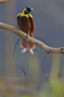 Red Bird of Paradise (Paradisaea rubra) adult male at lek display site in the top Red Bird of Paradise (Paradisaea rubra) adult male at lek display site in the top
