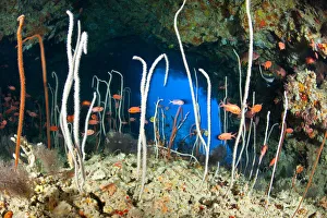Red / Blotcheye soldierfish (Myripristis murdjan) and sea whips coral Red / Blotcheye soldierfish (Myripristis murdjan) and sea whips coral