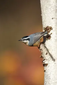 Red-breasted Nuthatch (Sitta canadensis), male clinging in its typical head-downward Red-breasted Nuthatch (Sitta canadensis), male clinging in its typical head-downward