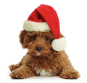 Red Cavapoo puppy wearing a Father Christmas hat Red Cavapoo puppy wearing a Father Christmas hat