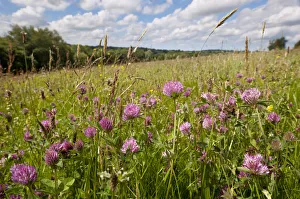 Red clover {Trifolium pratense} flowering growing in hay meadow at Denmark Farm, Lampeter Red clover {Trifolium pratense} flowering growing in hay meadow at Denmark Farm, Lampeter